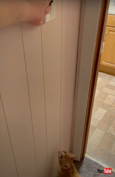 電気を消せるニャンコ