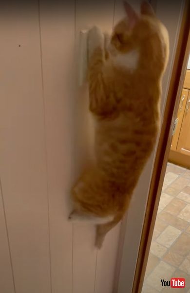 ジャンプする猫