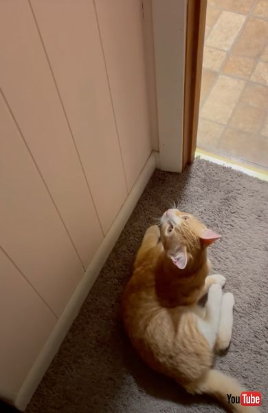 電気を消せるニャンコ