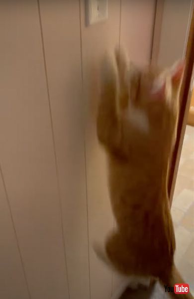 電気を消せるニャンコ