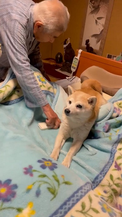 布団で伸びするフクちゃん