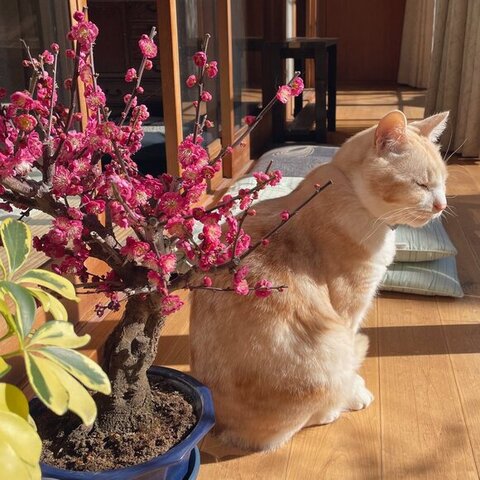 梅とキビタロウくん