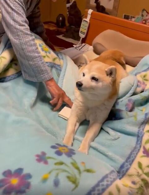 くつろぐフクちゃん