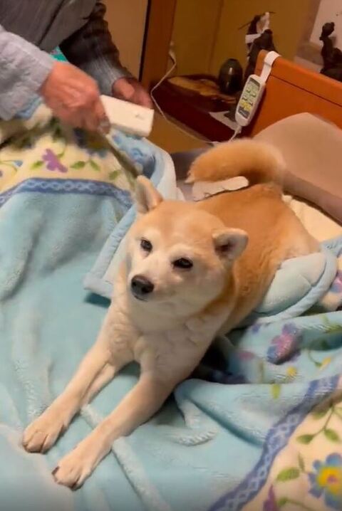 前を見つめるフクちゃん