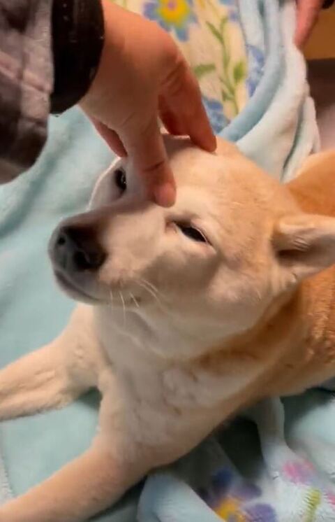 なでられるふくちゃん