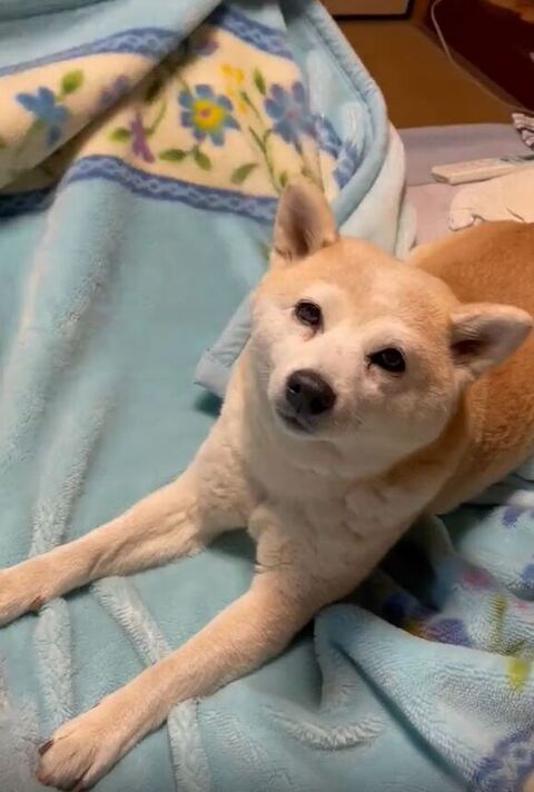 カメラを見つめるフクちゃん