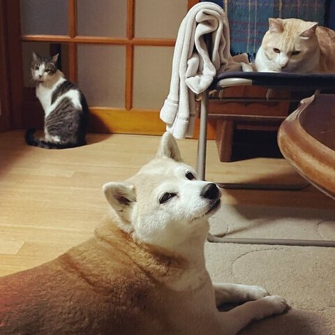 スリーショット