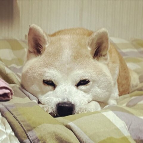 お手てを添えて寝ようとするフクちゃん