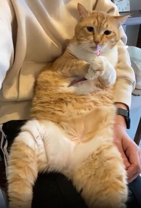 匂いをかぐぐっぴーくん