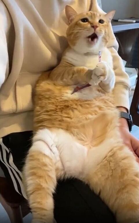 口をあけるぐっぴーくん