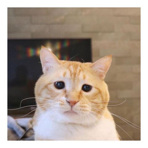 悲しそうな顔んおぐっぴーくん