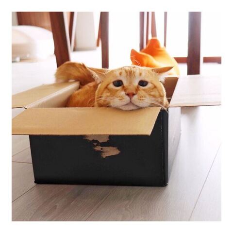 箱に入るぐっぴーくん