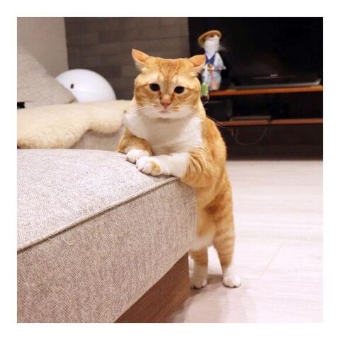 立つぐっぴーくん