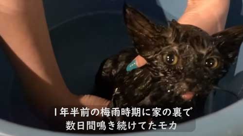 子猫 保護 FIP発症 難病 投薬 闘病 猫 回復