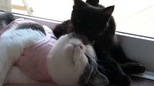 子猫 保護 FIP発症 難病 投薬 闘病 猫 回復