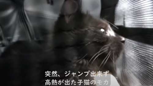 子猫 保護 FIP発症 難病 投薬 闘病 猫 回復