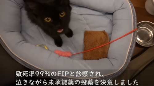 子猫 保護 FIP発症 難病 投薬 闘病 猫 回復