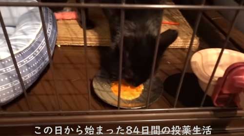 子猫 保護 FIP発症 難病 投薬 闘病 猫 回復