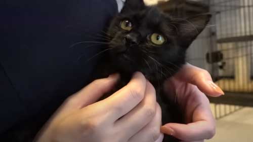 子猫 保護 FIP発症 難病 投薬 闘病 猫 回復