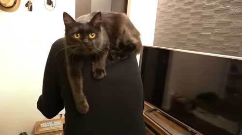 子猫 保護 FIP発症 難病 投薬 闘病 猫 回復