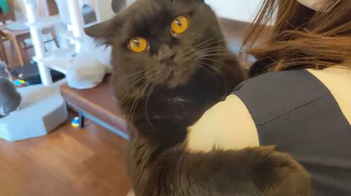 子猫 保護 FIP発症 難病 投薬 闘病 猫 回復