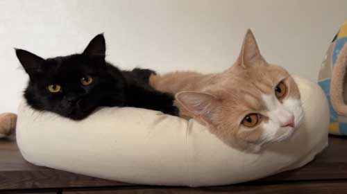 子猫 保護 FIP発症 難病 投薬 闘病 猫 回復