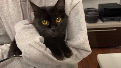 子猫 保護 FIP発症 難病 投薬 闘病 猫 回復