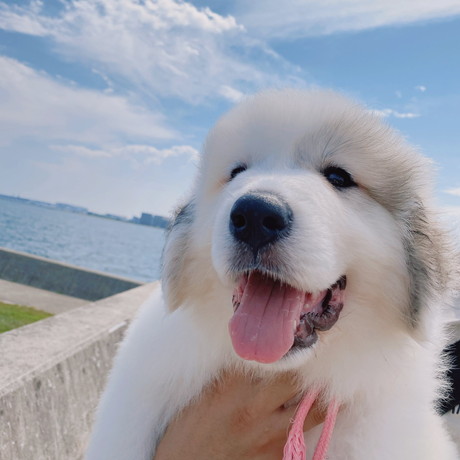 大きくても甘えん坊なシュシュちゃん