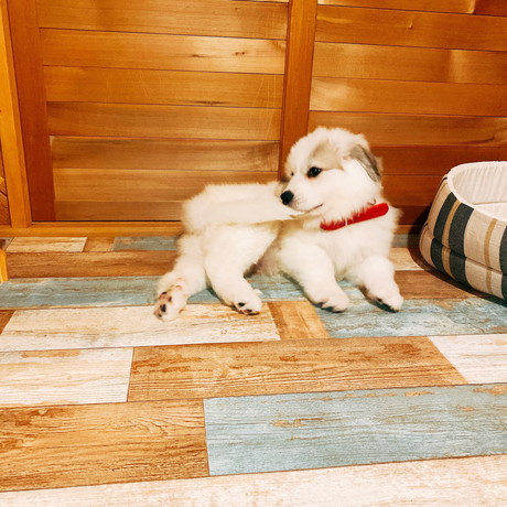 大きくても甘えん坊なシュシュちゃん