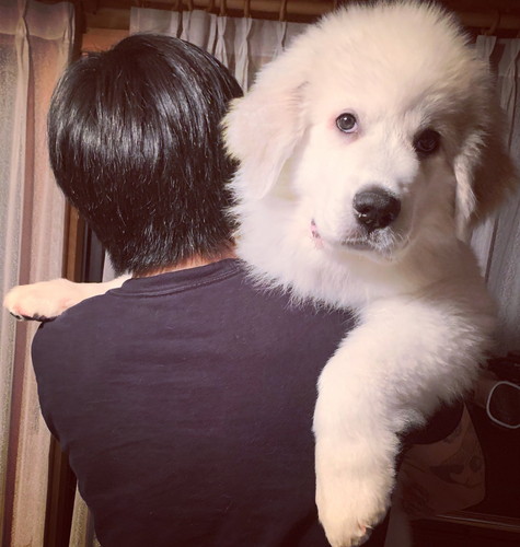 大きくても甘えん坊なシュシュちゃん