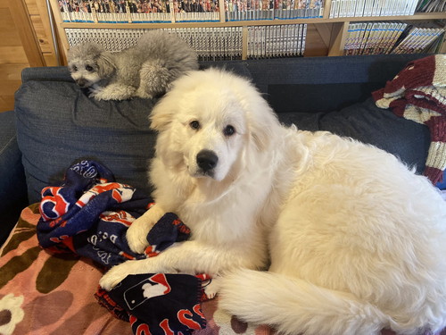 大きくても甘えん坊なシュシュちゃん