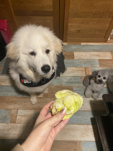 シュシュちゃんとビビちゃん