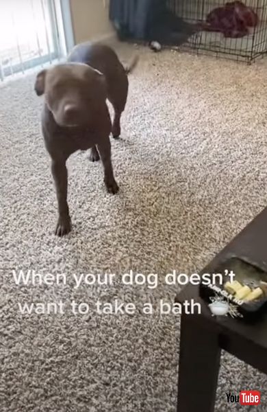 お風呂に入りたくないワンコ