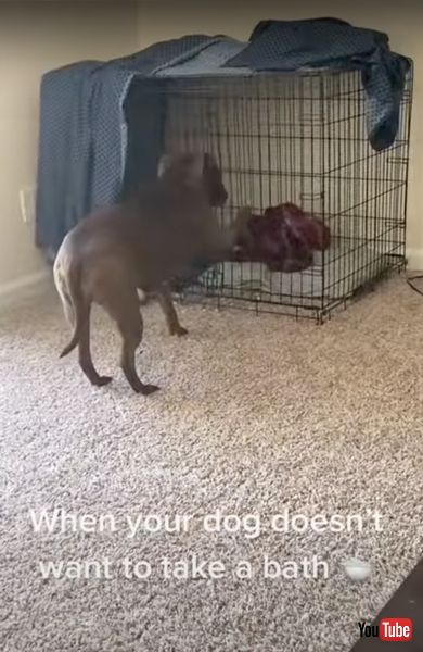 お風呂に入りたくないワンコ