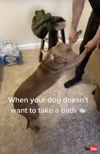 お風呂に入りたくないワンコ