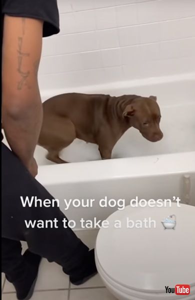 お風呂に入りたくないワンコ