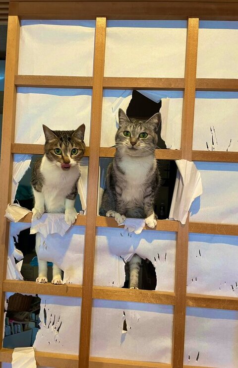 障子を破るバミラミ