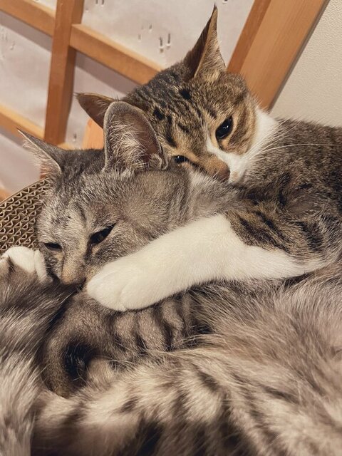 バミちゃんを抱きしめるラミちゃん