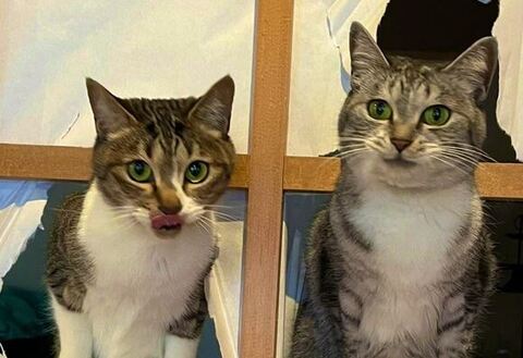 障子を破るバミラミアップ