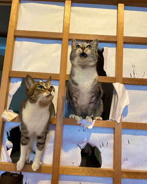 鳴いてるバミちゃん