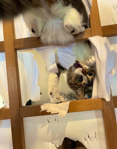 アクロバティックな猫ちゃん
