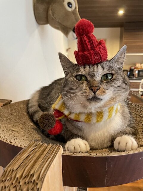 帽子をかぶるバミちゃん