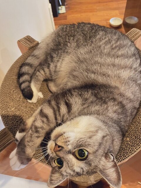 寝転がるバミちゃん