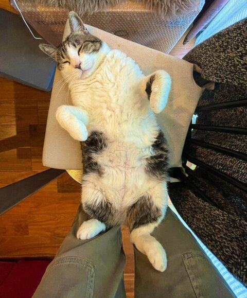 テンテンくんヘソ天