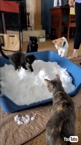 雪に飛び込む黒猫