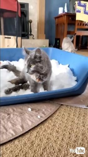 雪を満喫する猫