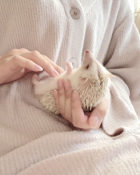 ハリネズミのおなかを指でなぞる