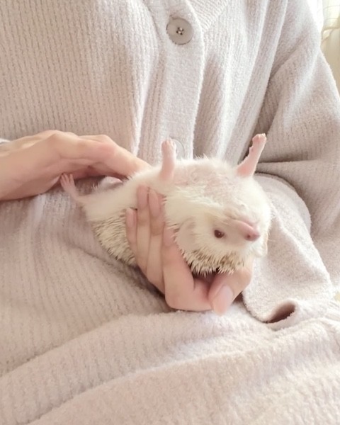 ハリネズミのイナバウワー