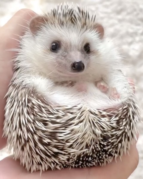 ハリネズミが丸まっている