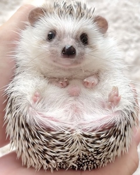 ハリネズミの足が突き出す